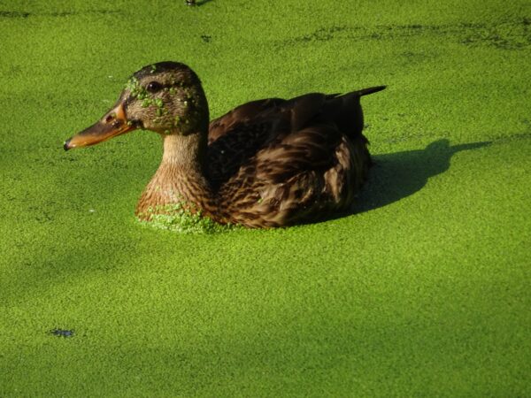 Duckweed - Image 2