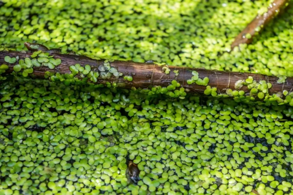 Duckweed