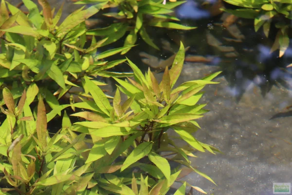 Hygrophila Stricta - Image 2