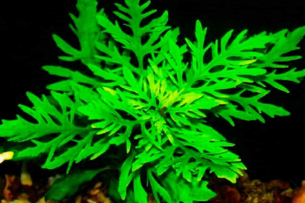 Hygrophila difformis