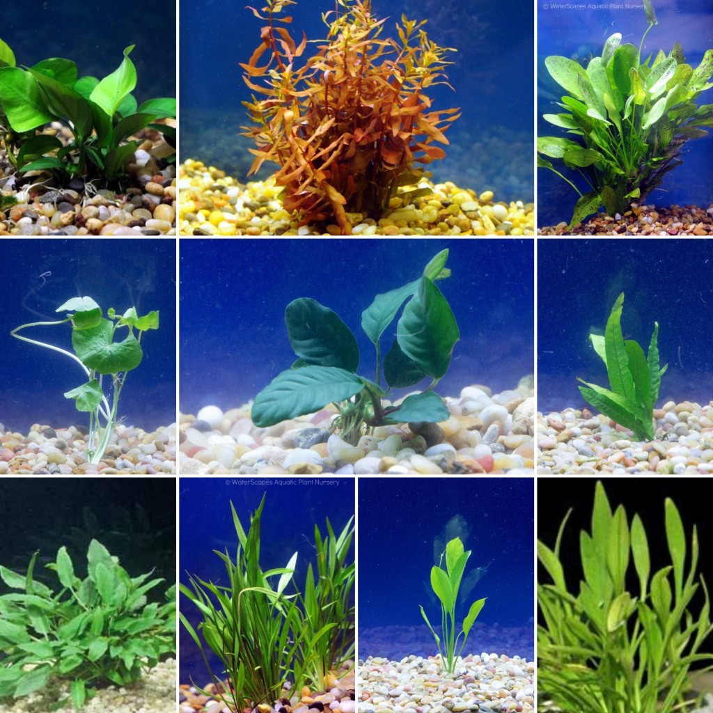 Aquatic Plants