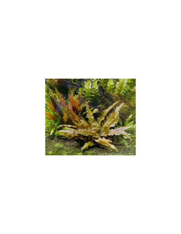 Cryptocoryne Wendtii Tropica