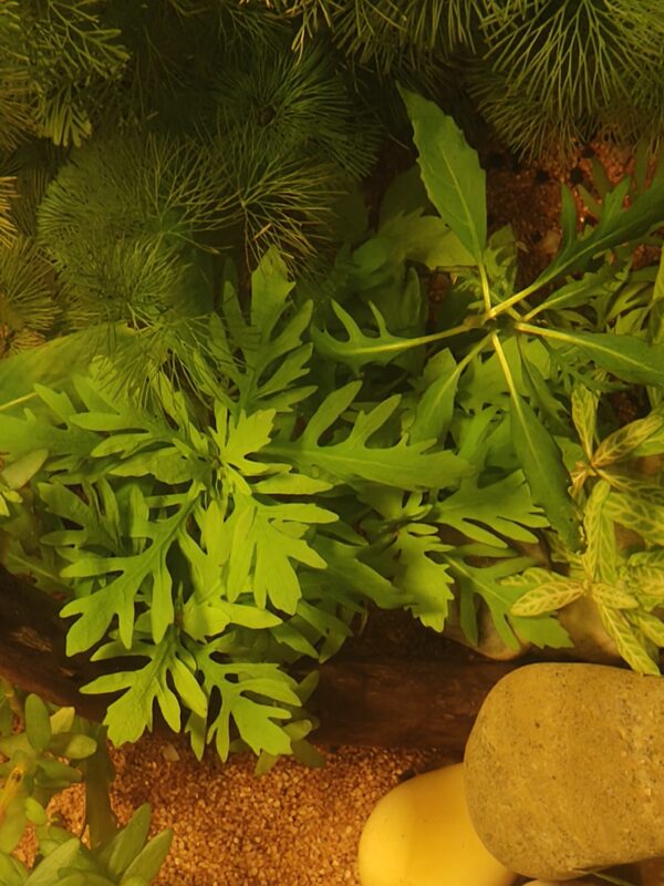 Hygrophila difformis - Image 2