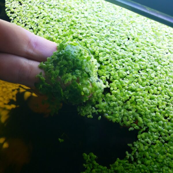 Duckweed - Image 3