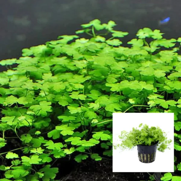 Hydrocotyle Tripatia mini - Image 2