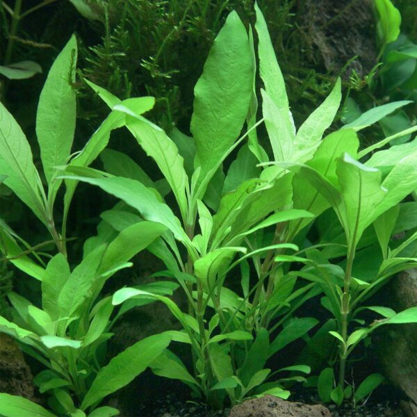 Hygrophila Corymbosa (Siamensis) - Image 2