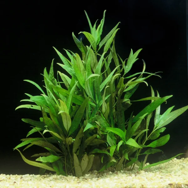 Hygrophila Corymbosa (Siamensis) - Image 3