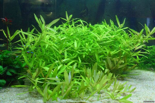 Hygrophila Polysperma/ Dwarf Hygro