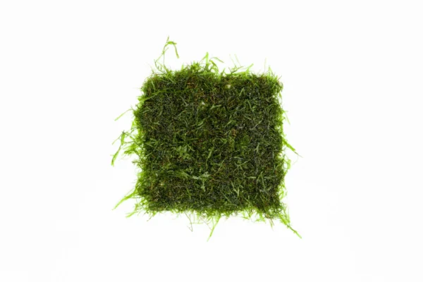 Java Moss on Stainless Steel - Image 2