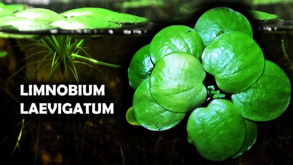 Limnobium laevigatum(Frogbit)