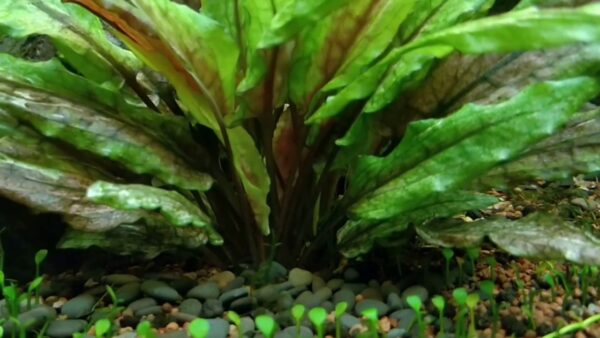 Cryptocoryne wendtii 'Green' - Image 2