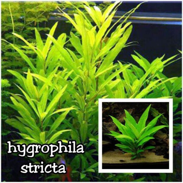 Hygrophila Stricta