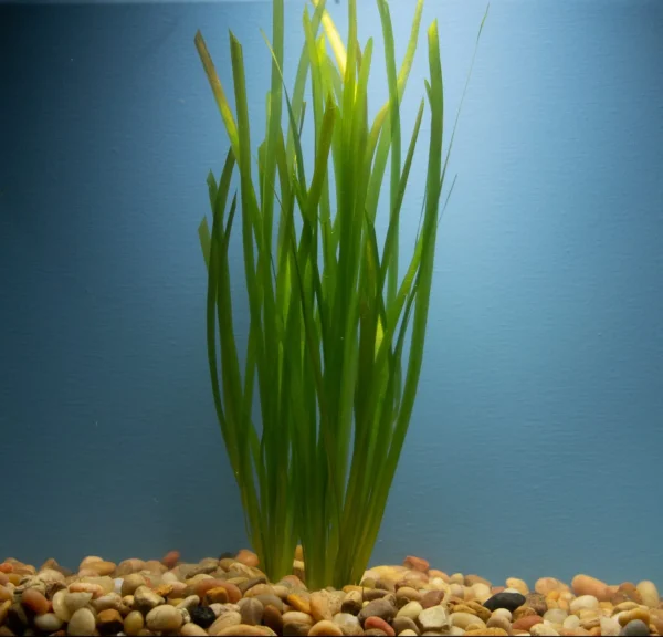 Vallisneria Spiralis