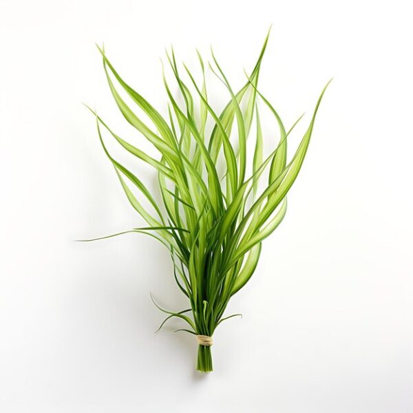 Vallisneria Spiralis - Image 2